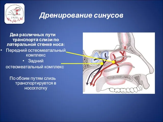 Дренирование синусов Два различных пути транспорта слизи по латеральной стенке