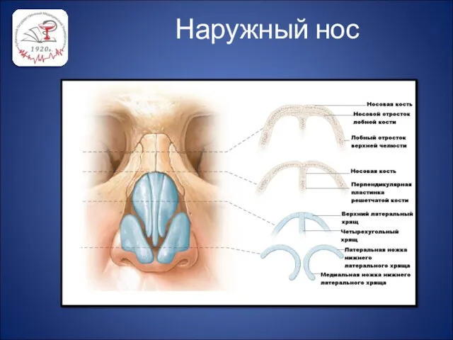 Наружный нос