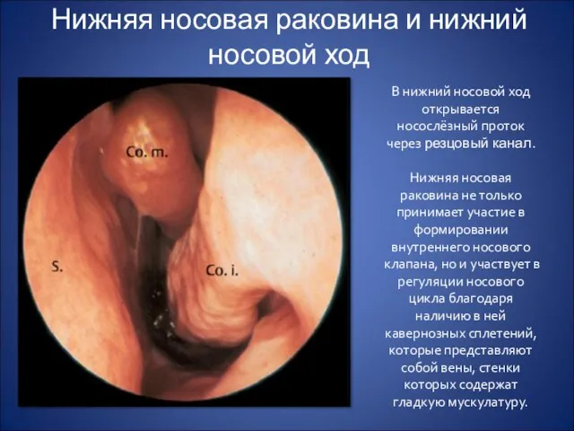 Нижняя носовая раковина и нижний носовой ход В нижний носовой