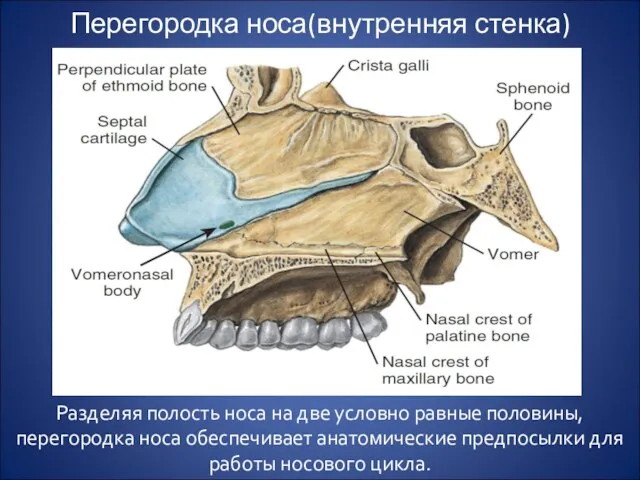 Перегородка носа(внутренняя стенка) Разделяя полость носа на две условно равные