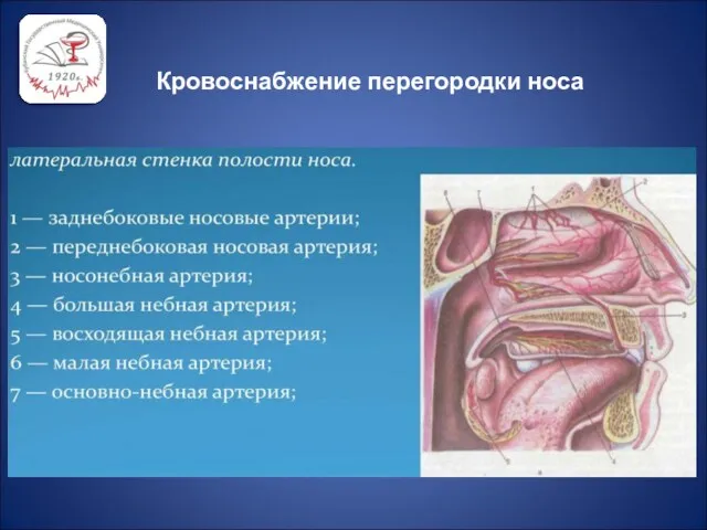 Кровоснабжение перегородки носа