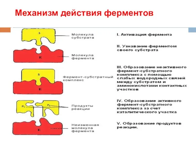 Механизм действия ферментов