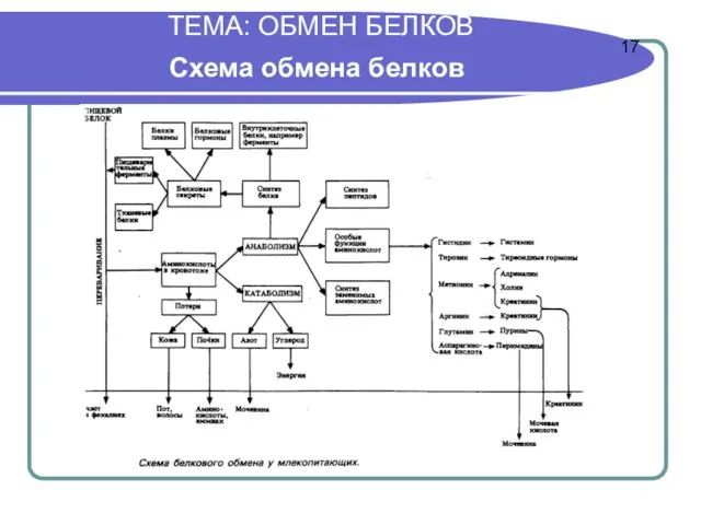 ТЕМА: ОБМЕН БЕЛКОВ Схема обмена белков 17
