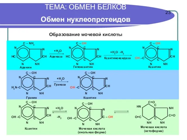 ТЕМА: ОБМЕН БЕЛКОВ Обмен нуклеопротеидов Образование мочевой кислоты 23