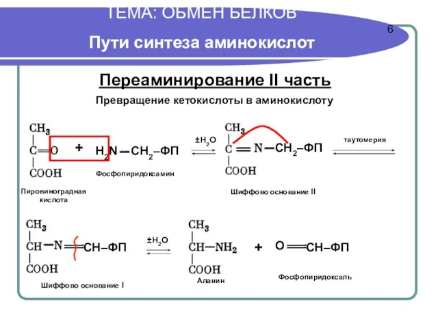 ТЕМА: ОБМЕН БЕЛКОВ Пути синтеза аминокислот Переаминирование II часть ±Н2О