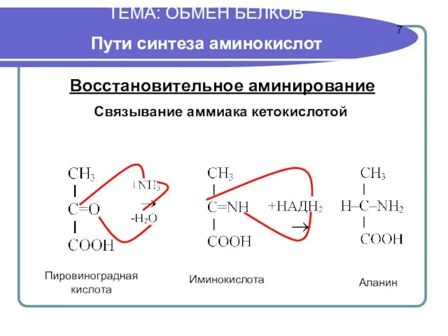 ТЕМА: ОБМЕН БЕЛКОВ Пути синтеза аминокислот Восстановительное аминирование Пировиноградная кислота Иминокислота Аланин Связывание аммиака кетокислотой 7