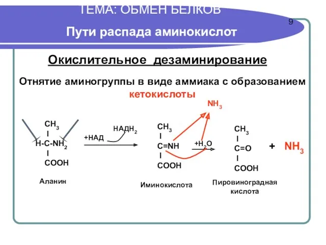 ТЕМА: ОБМЕН БЕЛКОВ Пути распада аминокислот Окислительное дезаминирование Отнятие аминогруппы