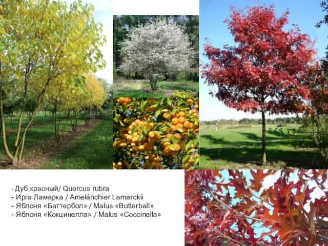 - Дуб красный/ Quercus rubra - Ирга Ламарка / Amelánchier Lamarckii - Яблоня