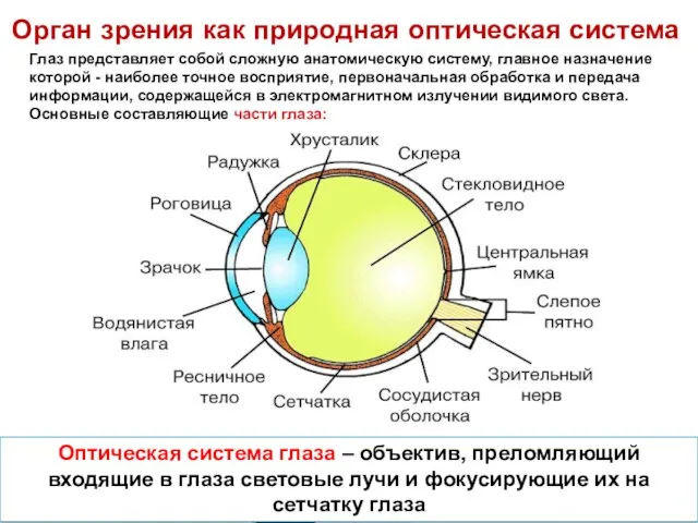 Глаз представляет собой сложную анатомическую систему, главное назначение которой - наиболее точное восприятие,
