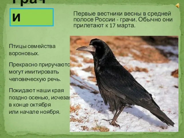 Первые вестники весны в средней полосе России - грачи. Обычно