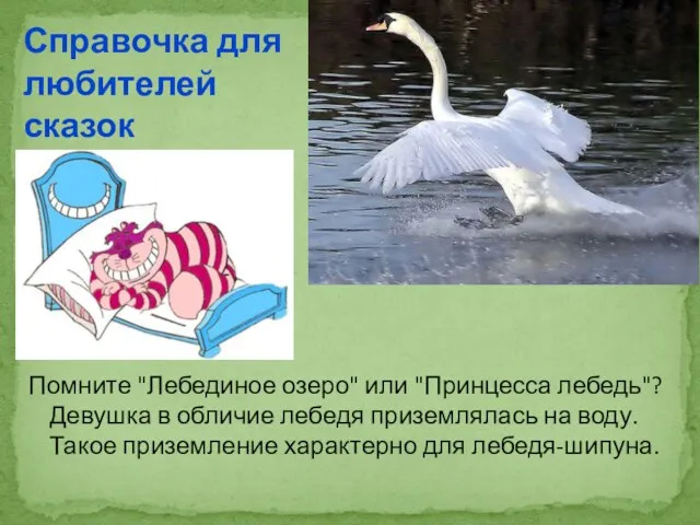 Помните "Лебединое озеро" или "Принцесса лебедь"? Девушка в обличие лебедя