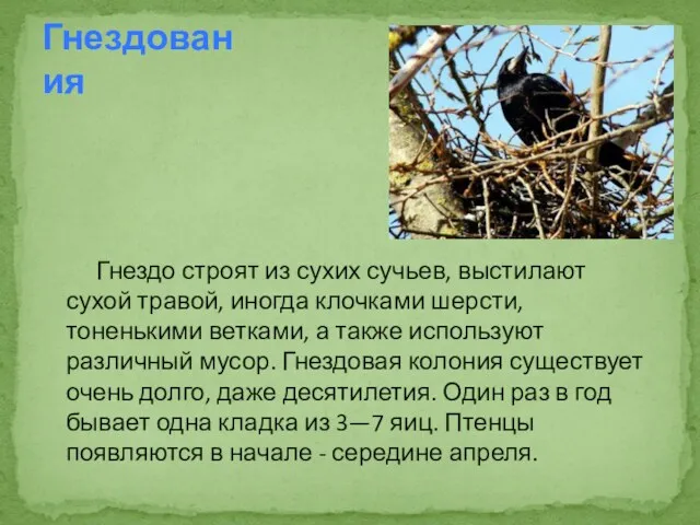 Гнездо строят из сухих сучьев, выстилают сухой травой, иногда клочками