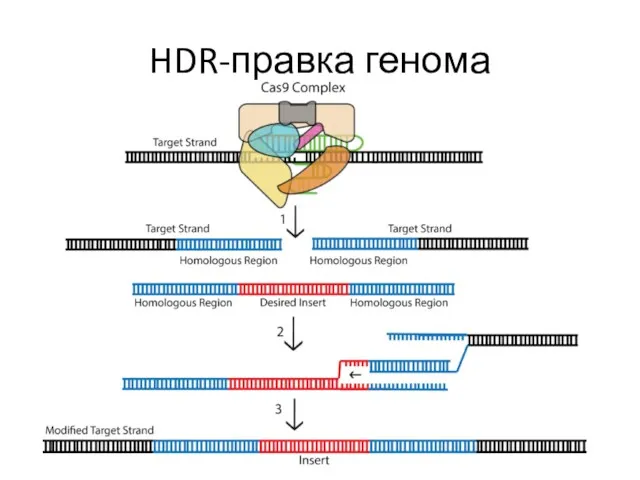 HDR-правка генома