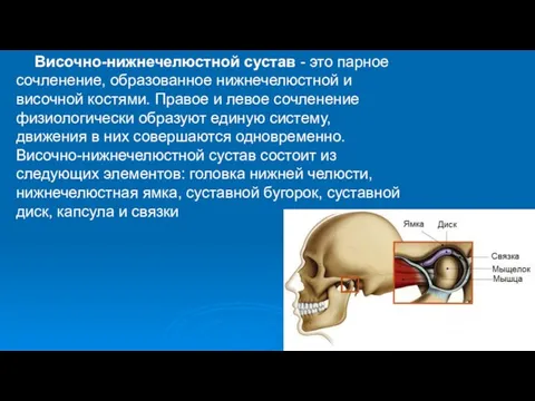 Височно-нижнечелюстной сустав - это парное сочленение, образованное нижнечелюстной и височной