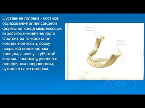 Суставная головка - костное образование эллипсоидной формы на конце мыщелковых отростков нижней челюсти.