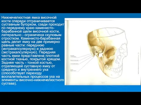 Нижнечелюстная ямка височной кости спереди отграничивается суставным бугорком, сзади проходит по переднему краю