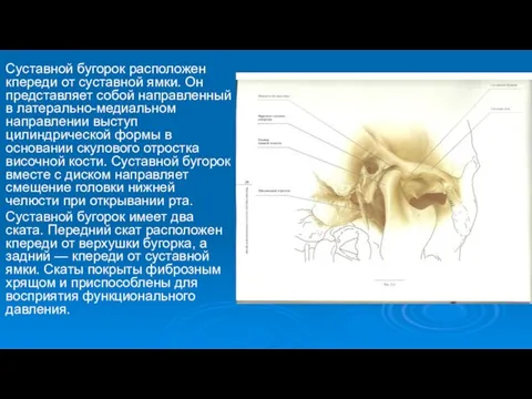 Суставной бугорок расположен кпереди от суставной ямки. Он представляет собой направленный в латерально-медиальном