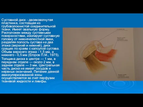 Суставной диск - двояковогнутая пластинка, состоящая из грубоволокнистой соединительной ткани.