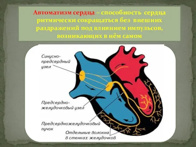 Автоматизм сердца – способность сердца ритмически сокращаться без внешних раздражений под влиянием импульсов,