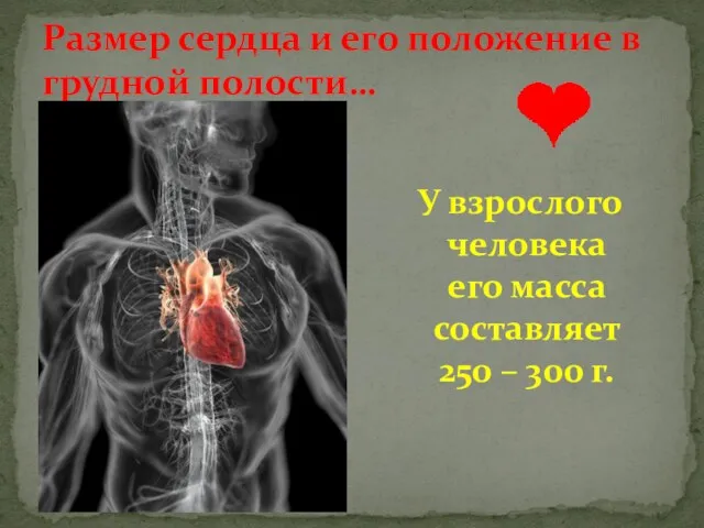 У взрослого человека его масса составляет 250 – 300 г. Размер сердца и