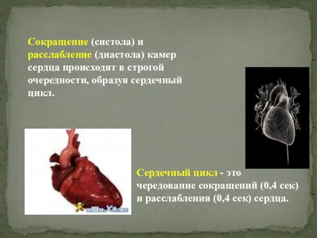 Сокращение (систола) и расслабление (диастола) камер сердца происходят в строгой очередности, образуя сердечный