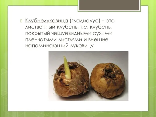Клубнелуковица (гладиолус) – это лиственный клубень, т.е. клубень, покрытый чешуевидными
