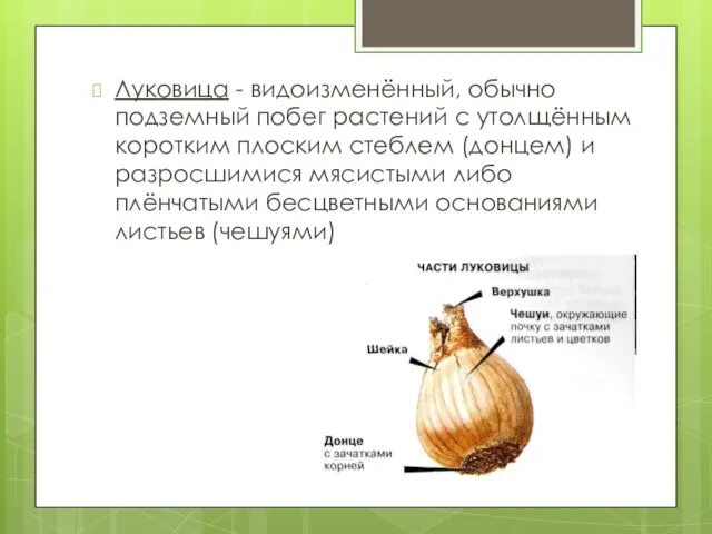 Луковица - видоизменённый, обычно подземный побег растений с утолщённым коротким