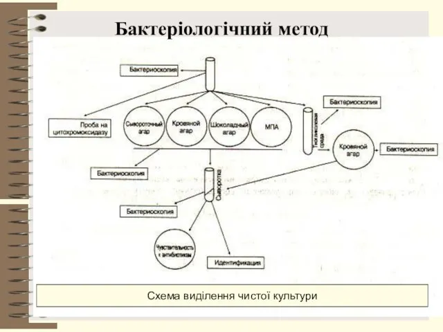 Cхема виділення чистої культури Бактеріологічний метод