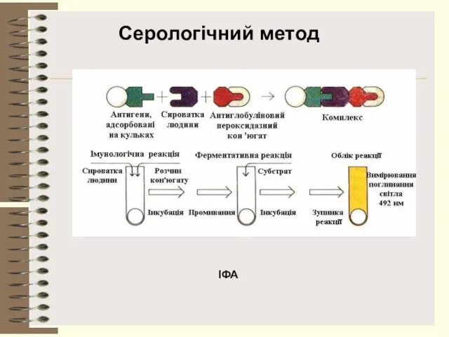 ІФА Серологічний метод