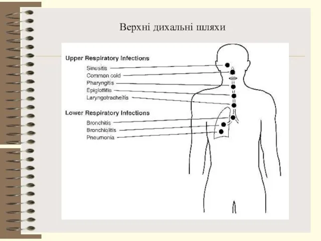 Верхні дихальні шляхи