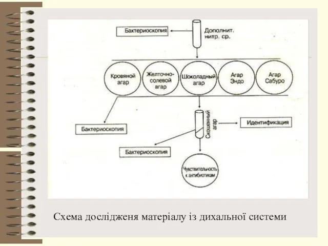 Схема дослідженя матеріалу із дихальної системи