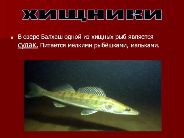 В озере Балхаш одной из хищных рыб является судак. Питается мелкими рыбёшками, мальками. хищники