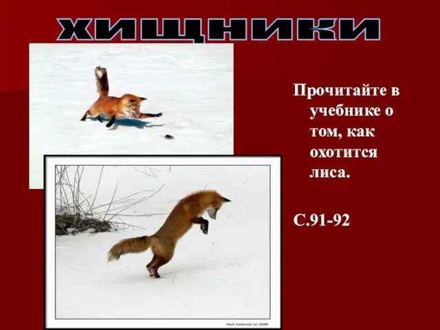 хищники Прочитайте в учебнике о том, как охотится лиса. С.91-92