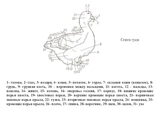 Стати гуся 1- голова, 2- глаз, 3- ноздря, 4- клюв,