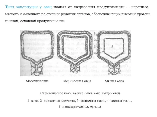 Типы конституции у овец зависят от направления продуктивности – шерстного,