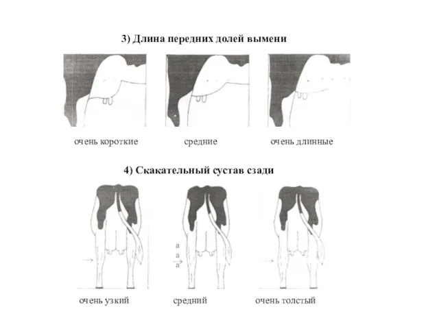 3) Длина передних долей вымени 4) Скакательный сустав сзади очень