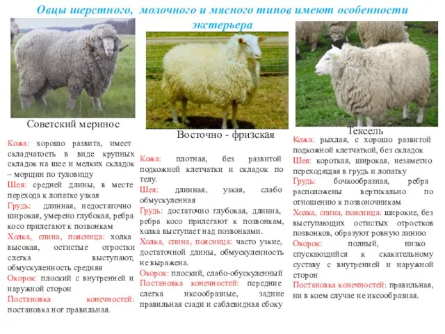 Овцы шерстного, молочного и мясного типов имеют особенности экстерьера Восточно