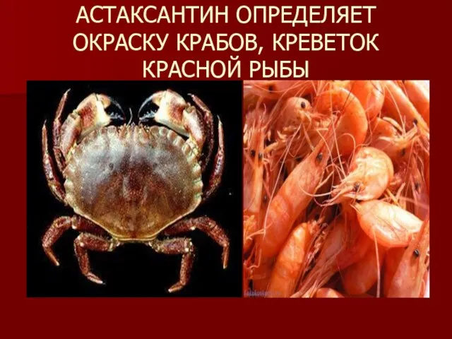 АСТАКСАНТИН ОПРЕДЕЛЯЕТ ОКРАСКУ КРАБОВ, КРЕВЕТОК КРАСНОЙ РЫБЫ