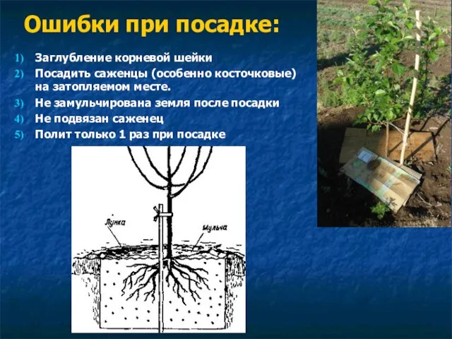 Заглубление корневой шейки Посадить саженцы (особенно косточковые) на затопляемом месте.