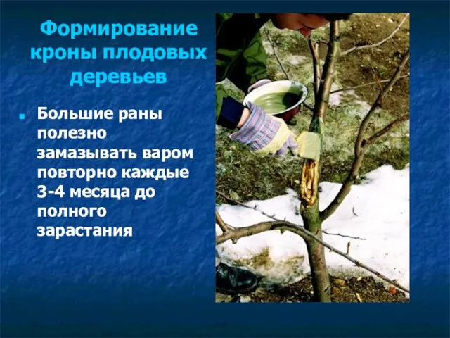 Большие раны полезно замазывать варом повторно каждые 3-4 месяца до полного зарастания Формирование кроны плодовых деревьев