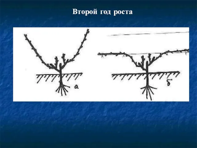 Второй год роста