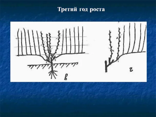 Третий год роста