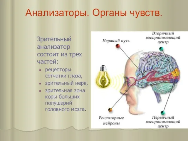 Анализаторы. Органы чувств. Зрительный анализатор состоит из трех частей: рецепторы