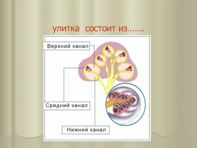 улитка состоит из…….