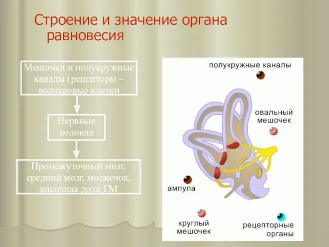 Строение и значение органа равновесия