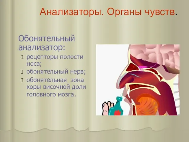 Анализаторы. Органы чувств. Обонятельный анализатор: рецепторы полости носа; обонятельный нерв;