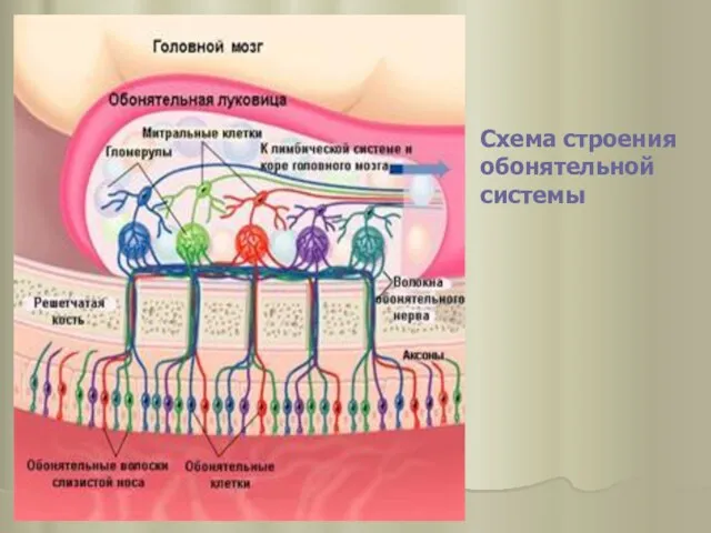 Схема строения обонятельной системы