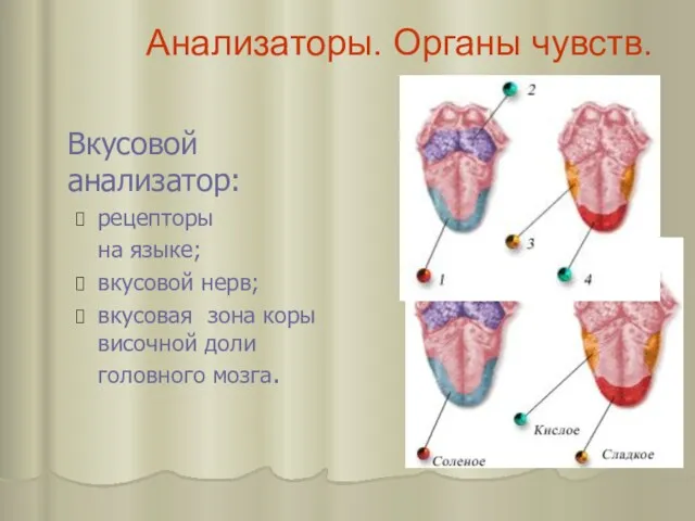 Анализаторы. Органы чувств. Вкусовой анализатор: рецепторы на языке; вкусовой нерв;