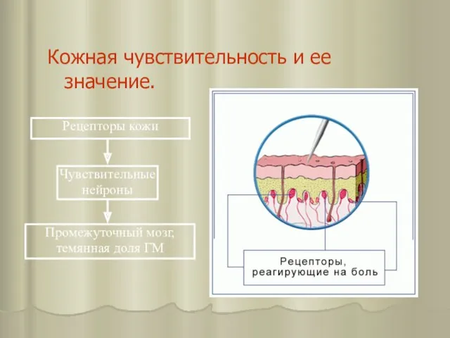 Кожная чувствительность и ее значение.