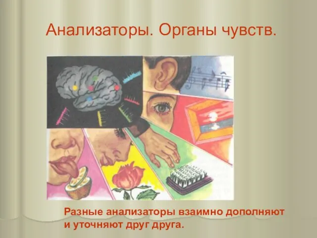 Анализаторы. Органы чувств. Разные анализаторы взаимно дополняют и уточняют друг друга.